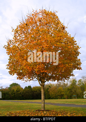 Sugar Maple Tree (Acer saccharum) with autumn foliage Stock Photo