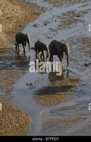 Elephants crossing shallow river Stock Photo