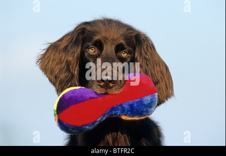 German Long-haired Pointer (Canis lupus familiaris), male with a toy in its mouth, portrait. Stock Photo