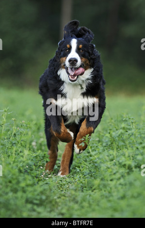 Bernese Mountain Dog (Canis lupus familiaris). Adult running towards the camera. Stock Photo