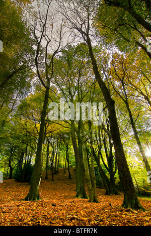 Autumn Scenic of Ryton Willows, woodland walk, Tyneside. Stock Photo