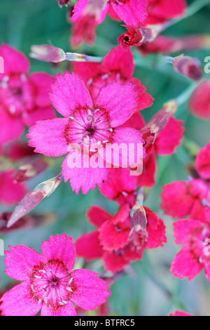 Dianthus deltoides, Maiden pink. Flashing Light Stock Photo