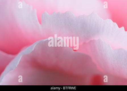 Pink Carnation. Dianthus caryophyllus Stock Photo