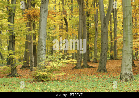 Beech trees turning yellow in autumn Fagus sylvatica Stock Photo - Alamy