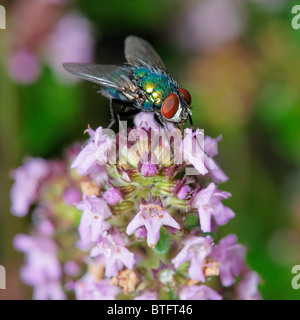 A fly feeding on Thymus. Possible a Green Bottle, Lucilia caesar Stock Photo