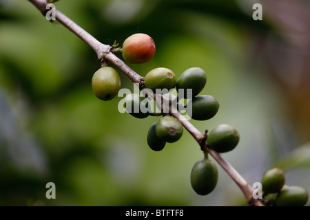 Unripe coffee beans on tree Stock Photo