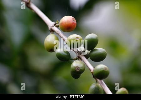 Unripe coffee beans on tree Stock Photo