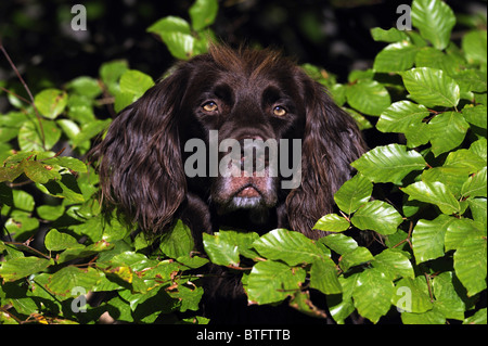 German Long-haired Pointer (Canis lupus familiaris),. Portrait of brown male looking through Beech leaves. Stock Photo