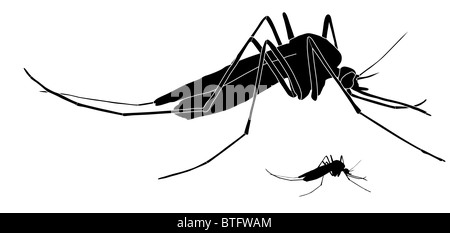 Illustration of a mosquito Stock Photo
