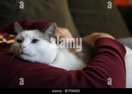 A peaceful looking cat being held by a man. Stock Photo