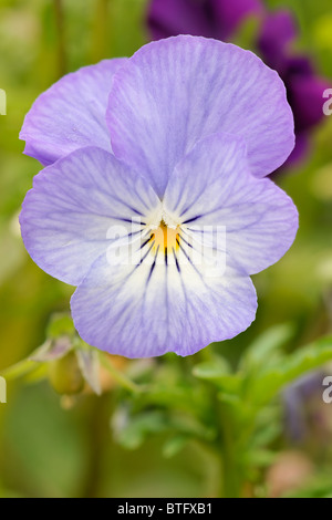 Puple Winter Pansy. Viola. Violet. Stock Photo