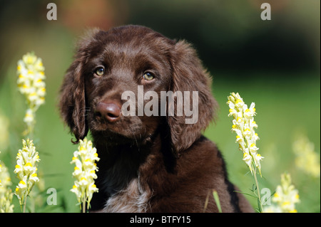 German Long-haired Pointer (Canis lupus familiaris). Portrait of brown puppy with yellow flowers. Stock Photo