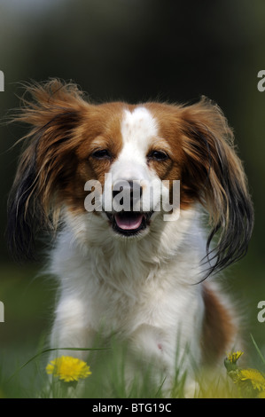 Kooikerhondje, Kooiker Hound (Canis lupus familiaris), portrait. Stock Photo