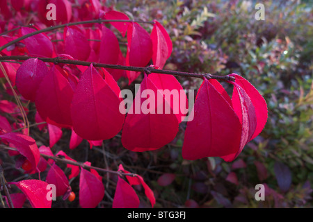 Bright red fall foliage of Euonymus alatus Stock Photo