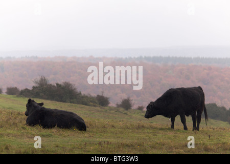 Aberdeen Angus cattle grazing on hillside in the rain Stock Photo