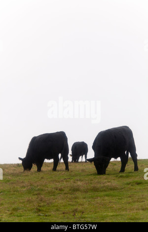 Aberdeen Angus cattle grazing on hillside in the rain Stock Photo