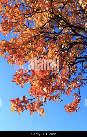 Red and gold colours of autumn maple leaves Surrey England UK Stock Photo