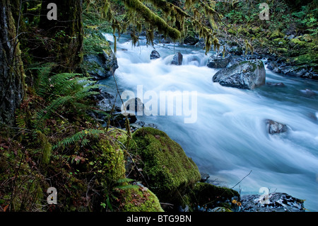 This beautiful nature image is a Pacific Northwest forest with a river running through over rocks with lots of moss hanging. Stock Photo