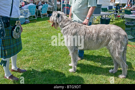This very large Irish Elkhound dog is standing next to two adult men to show how large of an animal he is. Stock Photo