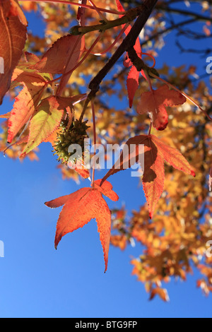 Red and gold colours of autumn maple leaves Surrey England UK Stock Photo