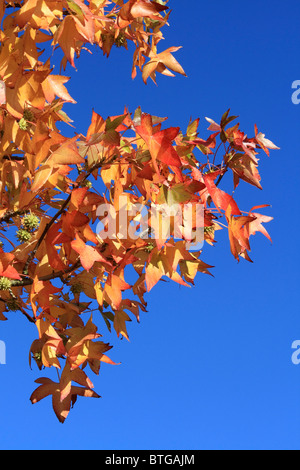 Red and gold colours of autumn maple leaves Surrey England UK Stock Photo