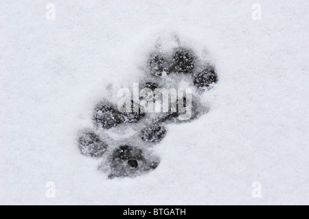 Fresh Wild gray Wolf Tracks in Snow- Yellowstone National Park USA Stock Photo