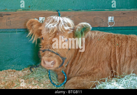 This stock image is a Scottish longhorn calf lying down in straw in a stall in a barn. Calf is light brown in color. Stock Photo