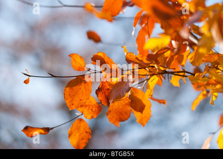 Numerous leaves on a beech tree which have turned golden in the autumn. Stock Photo