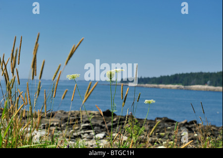 View of Penobscot Bay framed by grasses and Queen-Anne's Lace from Marshall Point  Port Clyde St. George Peninsula Maine USA Stock Photo