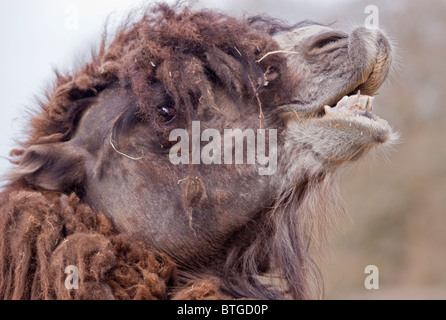 Bactrian Camel (camelus bactrianus) Stock Photo