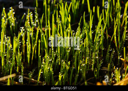 Early morning dew drops on young grass seedlings Stock Photo
