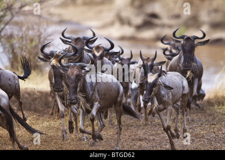 Wildebeest running after crossing the Mara River. This is part of the annual migration.Masai Mara National Reserve. Kenya Stock Photo