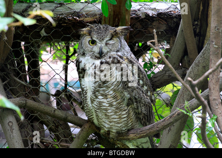 Turkmenian Eagle Owl, (Bubo turcomanus), with one eye shut in World of Birds in Hout Bay , Cape Town, South Africa. Stock Photo