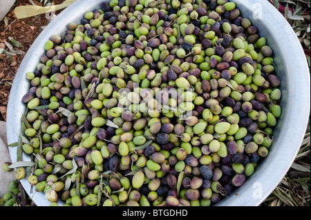 A pile of freshly picked Palestinian olives harvested by a fair trade cooperative in the West Bank. Stock Photo