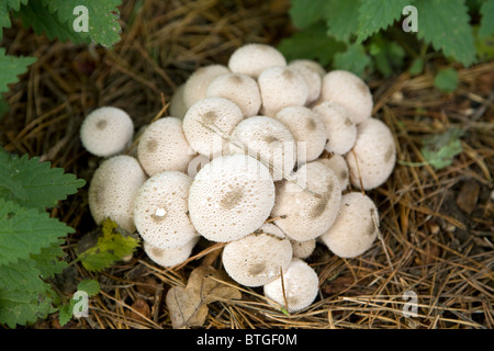 Clump puff ball fungus Stock Photo