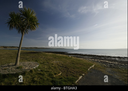 Carrigaholt Bay, Palm Tree & Beach, Doonaha/Carrigaholt, County Clare, Ireland. Stock Photo