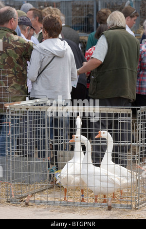 Domestic Poultry Auction Sale, Suffolk, East Anglia; UK. White Chinese Geese (Anser cygnoides), in foreground pen.