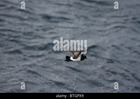 small petrel flying over sea Stock Photo
