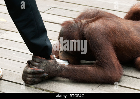 Young orangutan (Pongo pygmaeus) chewing on a tourists shoe at Sepilok Orangutan Rehabilitation Centre in Borneo Stock Photo