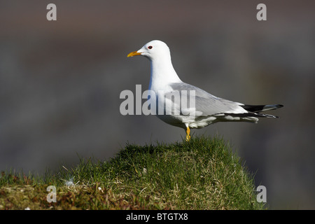 seagull in profile Stock Photo