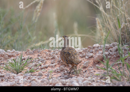 brown and spotted bird in profile Stock Photo