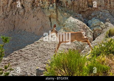 Young Deer in Badlands Stock Photo