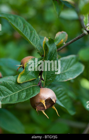 Royal Medlar (Mespilus germanica) ripening on a tree. Stock Photo