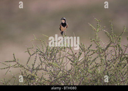 bird perching on top of small bush Stock Photo