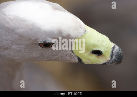 Cape Barren or Cereopsis Goose (Cereopsis novae-hollandiae). Portrait, head. Native to Australia. Showing green cere on the bill Stock Photo