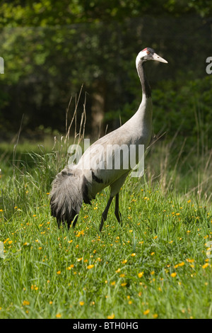 Common, European or Eurasian Crane (Grus grus). Adult male. Wetland meadow. Norfolk. England. Stock Photo