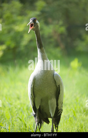 Common, European or Eurasian Crane Grus grus. Male calling in protest. Stock Photo