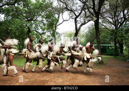 Eshowe, KwaZulu-Natal, South Africa, Amashoba, white tufts of cows ...