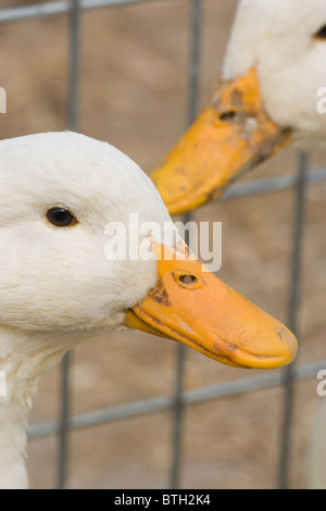Pekin Duck (Anas platyrhynchos). Domestic breed. For sale in a poultry auction sale, Suffolk, East Anglia. Portrait.