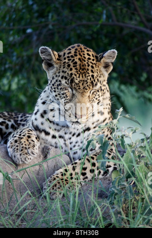 A leopard - Pantherus pardus - resting in the late afternoon sun in the Greater Kruger National Park at Sabi Sand Stock Photo